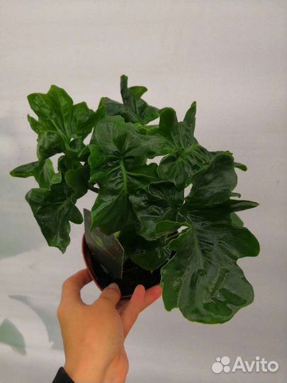 Монстера, филодендрон, фикус, сциндапсус, герань