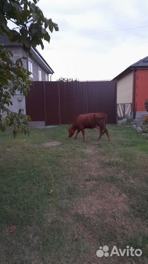 Корова телка