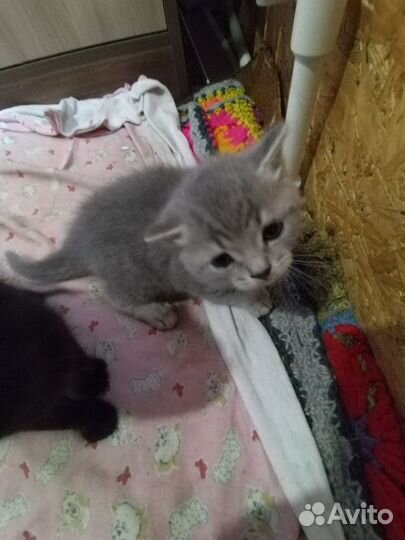 Котята мальчики