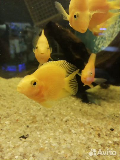 Желтые и Красные Попугаи