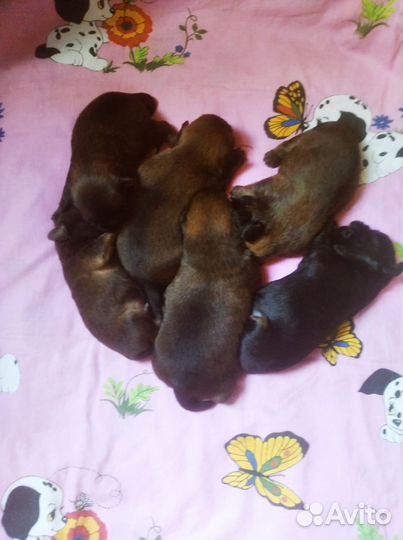 Пти брабансон