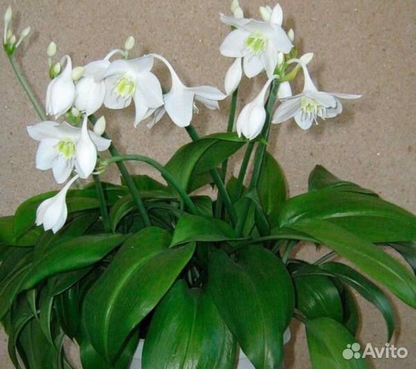 Комнатные цветы