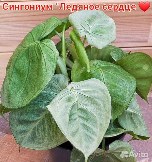 Сингониум клубничный лёд,милк конфетти,филодендрон