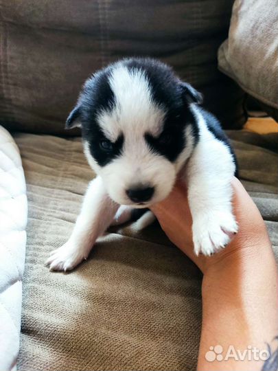 Щенки хаски