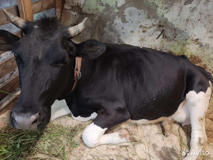 Корова дойная, стельная