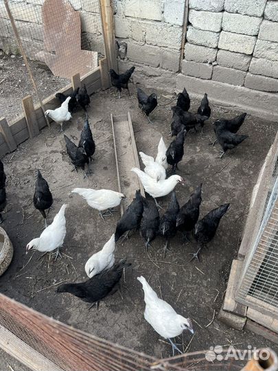 Лакеданзи