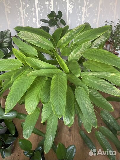 Маранта тростниковая