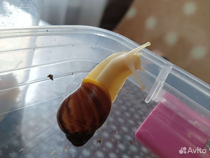 Улитята архахатины Бенин