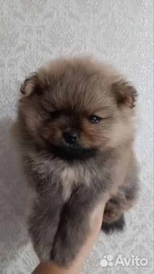 Продажа щенков шпица