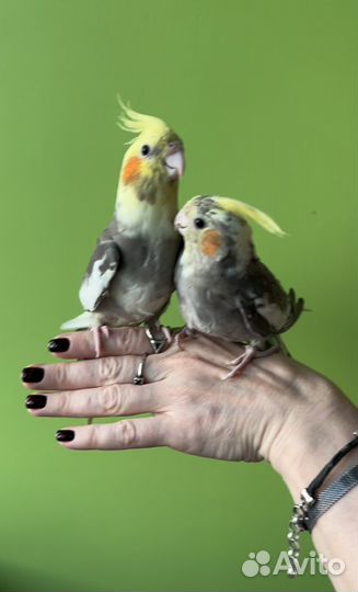 Супер ручные Птенчики Корелл, есть Самцы