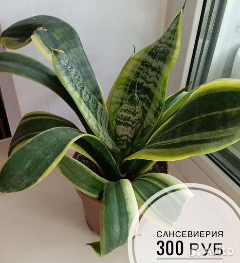 Комнатные цветы