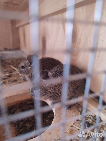 Клетка дегу