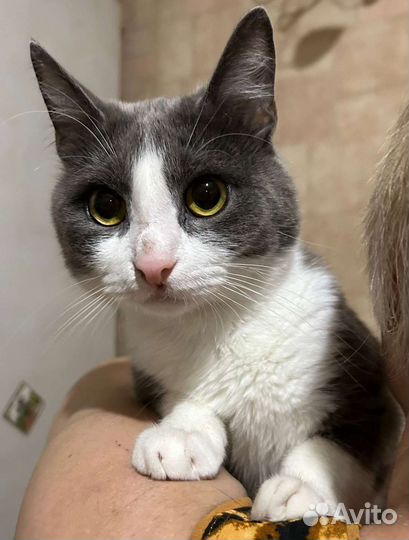 Котики и кошки могут оказаться на улице