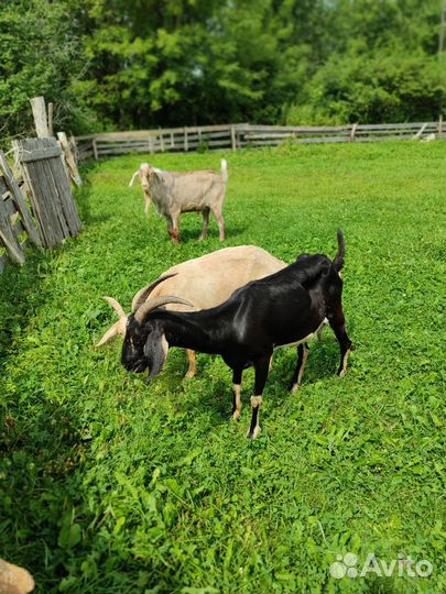 Козы и козлята