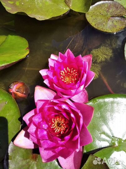 Кувшинки для пруда