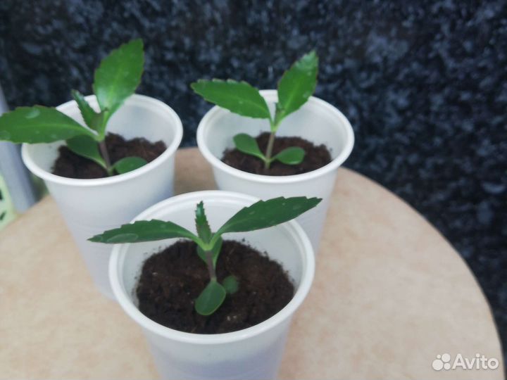 Цветок каланхоэ лечебный