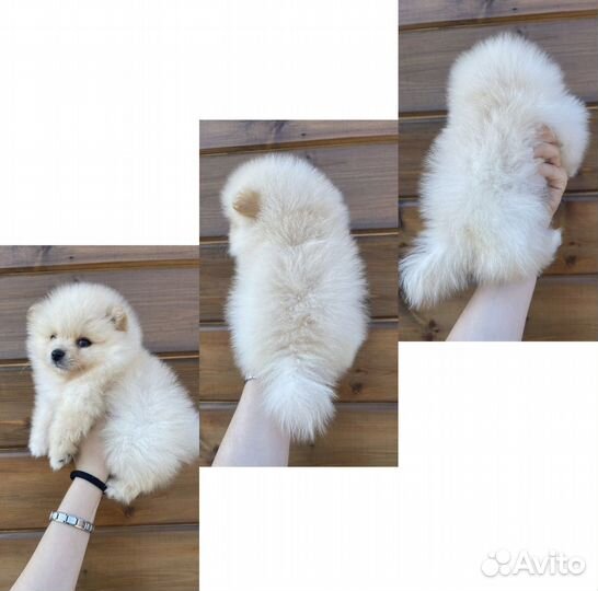 Разноветные мишки