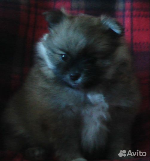 Маленькие пушистики