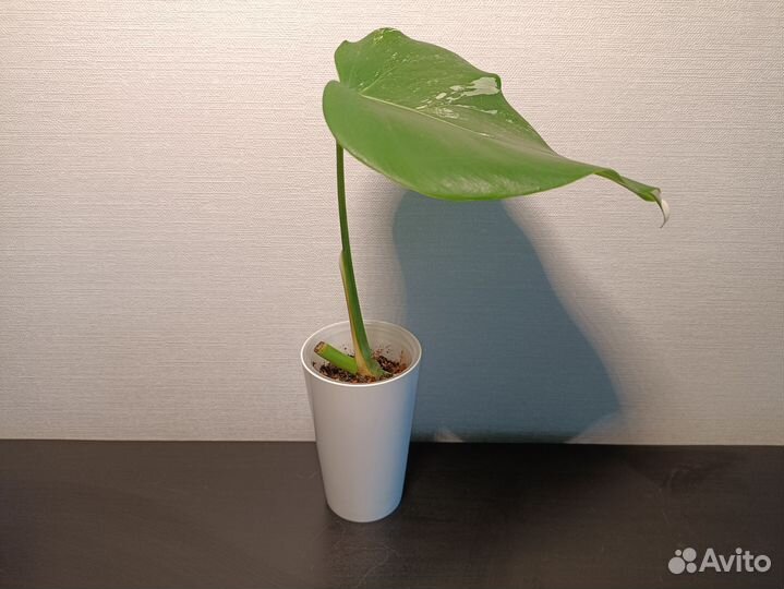 Монстера альба