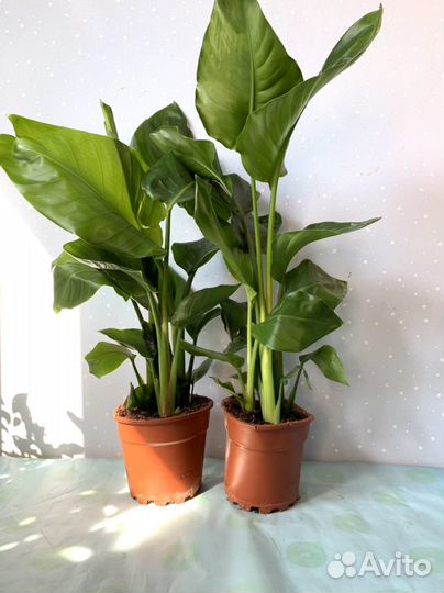 Стрелиция Николая 3ств.17/65см