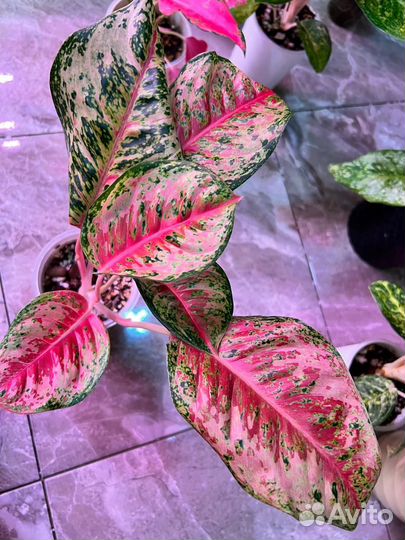 Комнатные растения