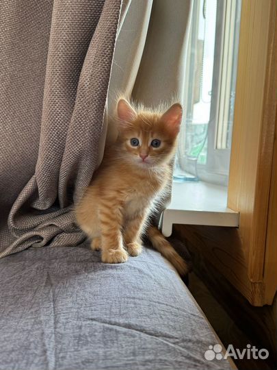 Рыжий котенок для денег и счастья