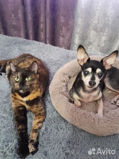 Зооняня/передержка животных/кэтситер/догситер