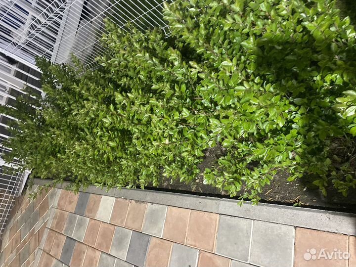 Кизильник блестящий