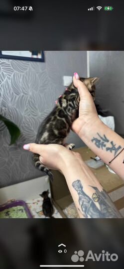 Бенгальские котята