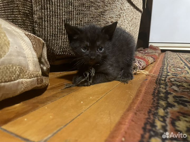 Котенок (мальчик)