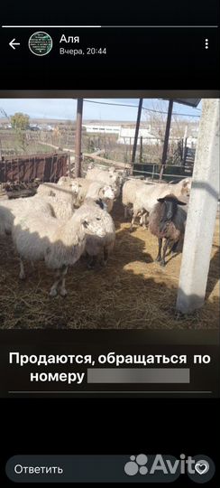 Домашние животные