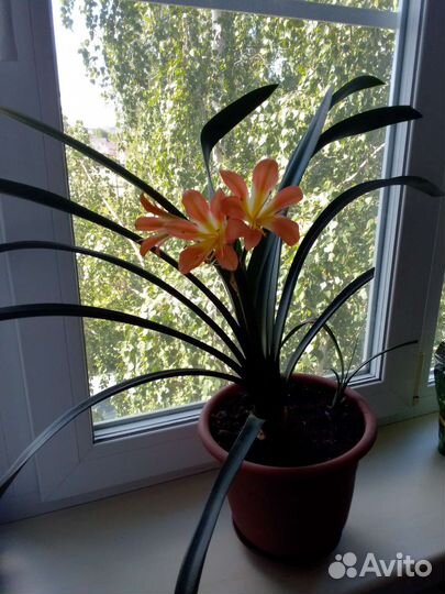 Комнатные цветы