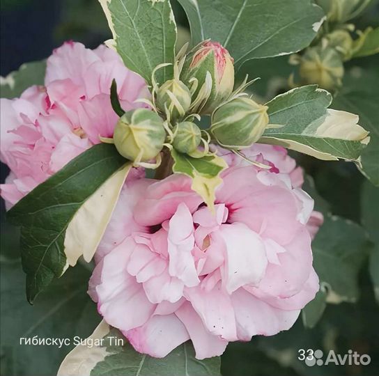 Гибискус Hibiscus syriacus Sugar Tip И Van Gogh