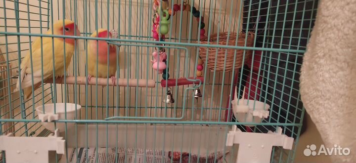 Неразлучники