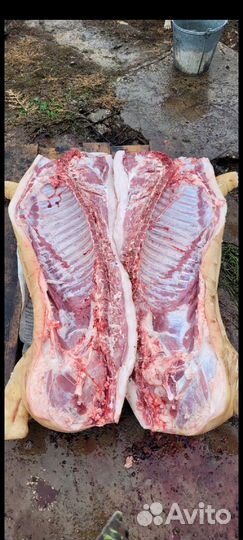Мясо свинина