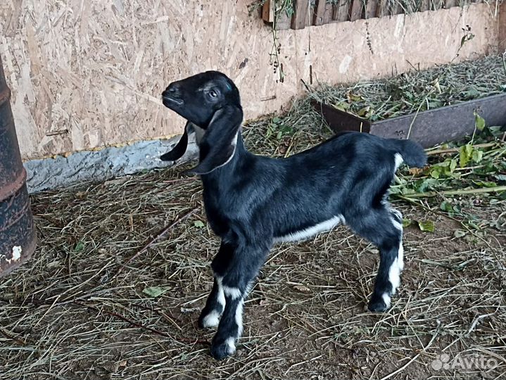 Коза камори - нубийская