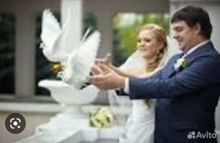 Голуби белые