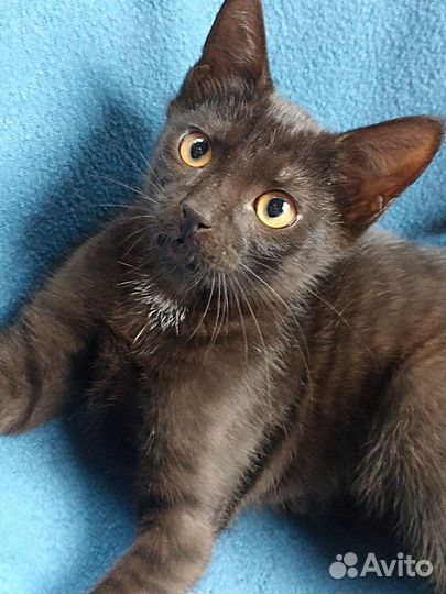 Домашние котята Черный и Трехцветная