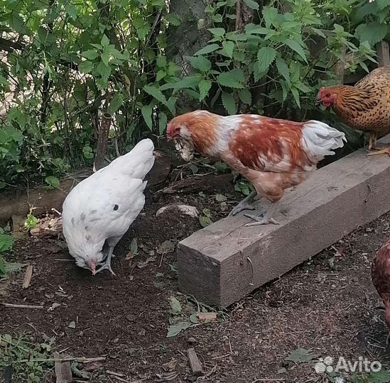Петухи кучинские юбилейные, мараны и амерауканы