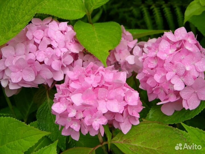 Гортензия крупнолистная Pink