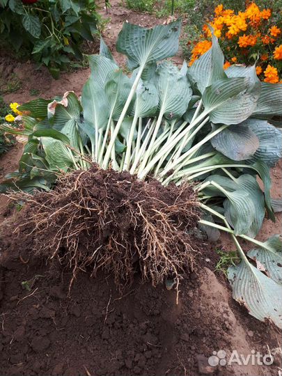 Хоста голубой Ангел, саженцы в горшках