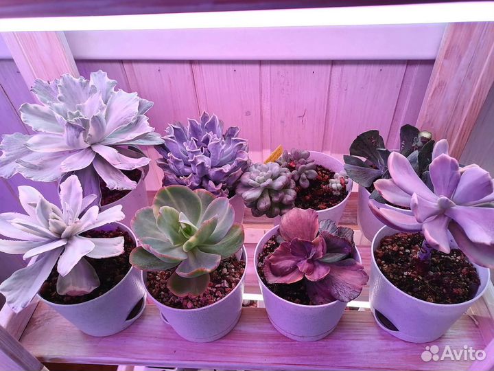 Коллекция эхеверий