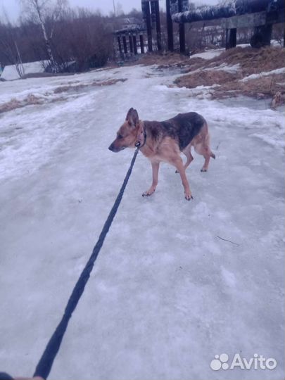 Выгульщик собак