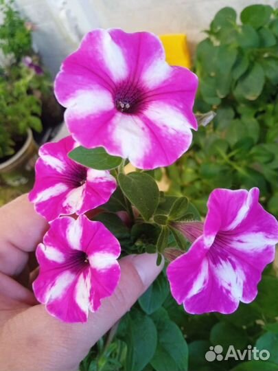 Вегетативная петуния