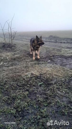 Овчарка немецкая для вязки