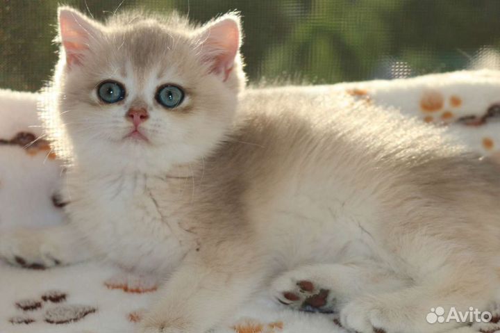 Котята британские золотое голубое золото
