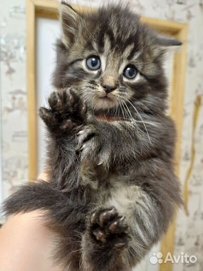 Котенок в дар