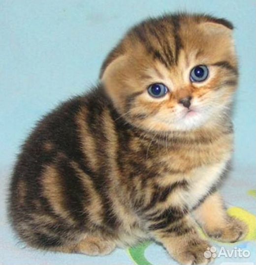 Котятки Золото и Серебро