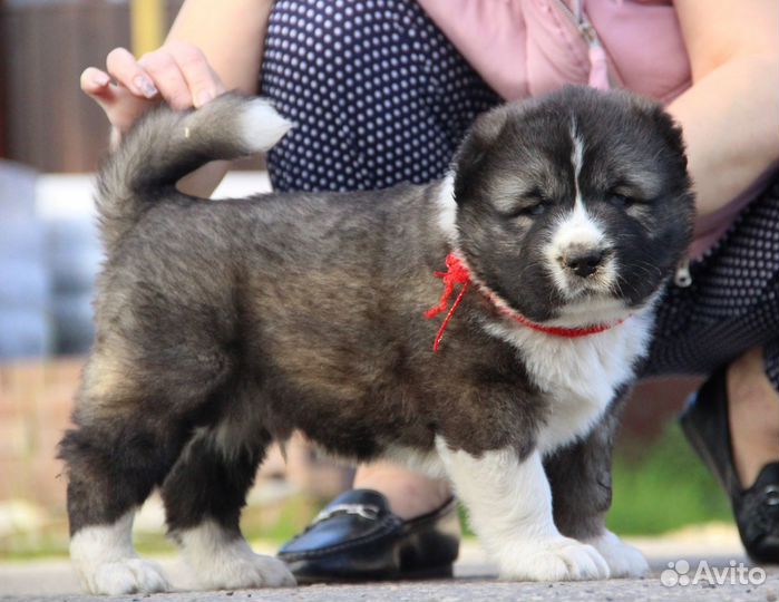 Детки мишки топтышки