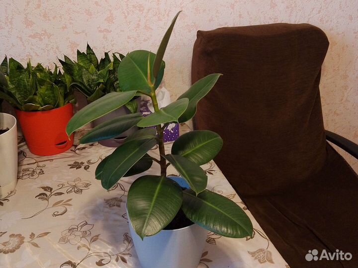 Фикус в горшке